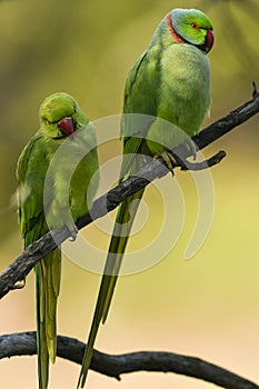 Closeup of Rose ringed parakeet or ring necked parakeet or Psittacula krameri pair a couple parrot in natural green background at