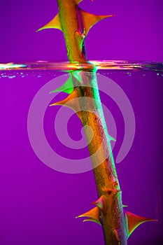 Closeup rose stem with thorns in clear water over purple background in neon light. Concept of floristry, decorations