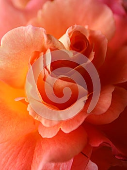 Closeup of rose 'Westerland' photo