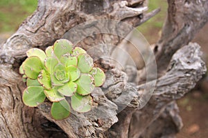 Image of a rosette of Aeonium urbicum growing on a dry tree photo