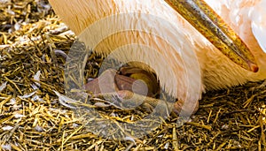 Closeup of rosy pelican sitting on its eggs during bird breeding season, tropical bird specie from Eurasia, typical bird behavior