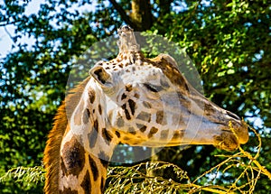 Closeup of a rothschilds giraffe head eating leaves from a tree branch, endangered animal specie from Africa photo