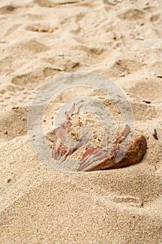 Closeup of rotten coconut on the beach by the sea