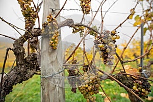 Closeup of rotten grapes in an autumnal vineyard