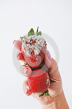 Closeup of rotten strawberry in female hand isolated on white background