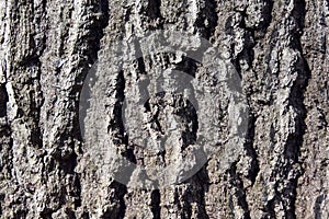 Closeup of the rough bark of a mature white oak tree