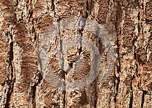 Closeup of the rough bark of an old pine tree trunk