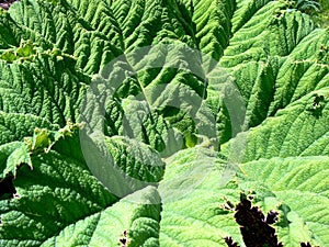 Closeup of rough mammoth leaf