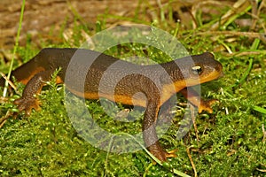 Closeup on a rough-skinned newt, Taricha granulosa sitting on green moss