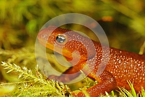 Closeup on a Rough-Skinned Newt, Taricha granulosa sitting on green moss in Southern Oregon
