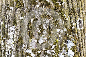Closeup Rough tree bark texture