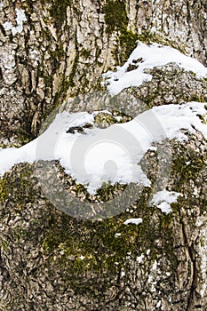 Closeup Rough tree bark texture
