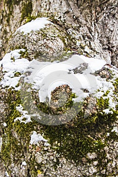 Closeup Rough tree bark texture