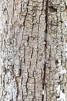 Closeup Rough tree bark texture