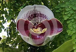 Closeup of the round and dark red color of Phragmipedium Precocious Marie orchid