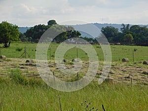 Closeup of round hay grass bales scattered around on a grass field, under a blue sky with scattered white clouds