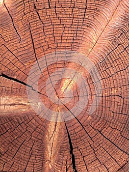 Closeup of round slice of tree with annual rings. Sawn pine trunk with textured cracked surface. Building material. Timber
