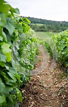 Closeup of row in vineyard between grape vines