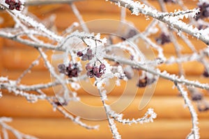 Closeup of rowan with black fruits growing on tree covered with snow with wooden house in background in daytime