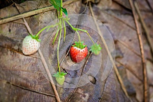 Rows of strawberries in a strawberry farm