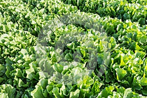 Closeup of rows of Endive plants in the field