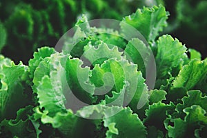 Closeup of rows of organic healthy green lettuce plants