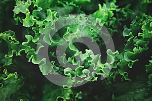 Closeup of rows of organic healthy green lettuce plants