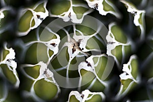 Closeup of a Royal agave plant