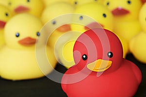 Closeup of rubber duckies collection red and yellow