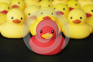 Closeup of rubber duckies with leadership