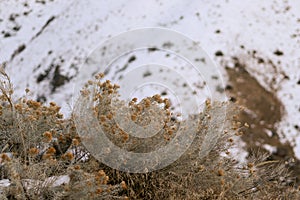 Closeup of rubber rabbitbrush snowy ground background