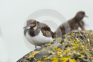 Closeup of a Rubby turnstone Arenaria interpres wading bird fora