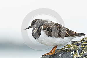 Closeup of a Rubby turnstone Arenaria interpres wading bird fora