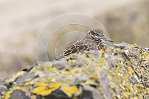 Closeup of a Rubby turnstone Arenaria interpres wading bird fora