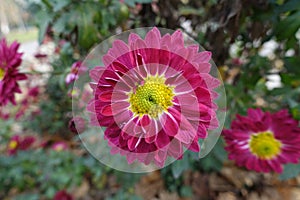 Closeup of ruby red and yellow flower of Chrysanthemum in November