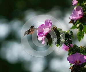 Closeup of Ruby-Throated Female Hummingbird In Flight Towards a Rose of Sharon Hibiscus Flower Tree