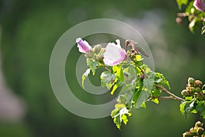 Closeup of Ruby-Throated Female Hummingbird Perched in Rose of Sharon Hibiscus Flower Tree photo