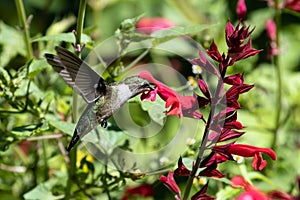 Closeup of Ruby-throated Hummingbird (Archilochus colubris)