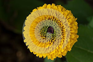 Closeup of Rudbeckia or Black Eyed Susan flower