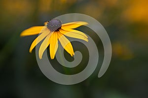 Closeup of Rudbeckia or Black Eyed Susan flower on blurred background