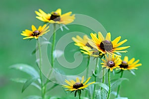 Closeup of Rudbeckia fulgida flowers