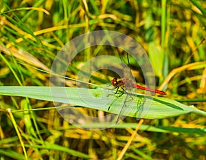 Closeup of a ruddy darter, fire red dragonfly, common insect specie from Europe