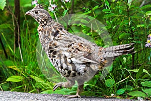 Closeup of a Ruffed Grouse against a green background