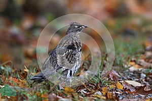 Closeup of Ruffed Grouse partridge on the ground with autumn leaves