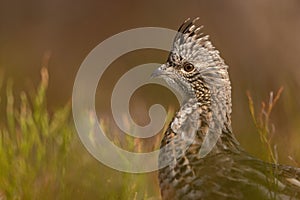 Closeup of a ruffed grouse perched on the ground with a dark blurry background