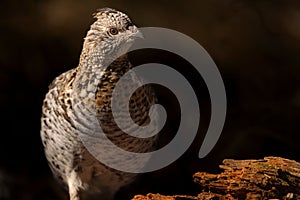 Closeup of a ruffed grouse perched on a rotten tree bark with a dark blurry background