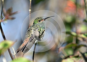 Closeup of Rufous-tailed Hummingbird  Amazilia tzacatl, Panama