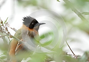 Closeup of Rufus Sibia