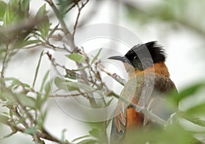 Closeup of Rufus Sibia