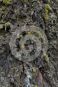 Closeup rugged textured bark tree overgrown moss